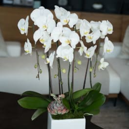 White orchids in a square white vase with a small succulent accent