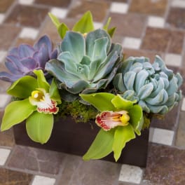 Succulent arrangement with two orchid blooms in a rectangular planter