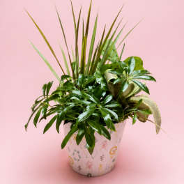 Potted green houseplant in a patterned ceramic pot on a pink background