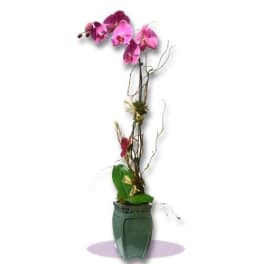 Tall orchid arrangement in a green ceramic vase