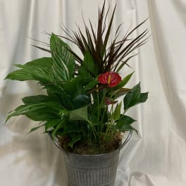 Potted tropical arrangement with red anthurium and broad green leaves in a metal bucket