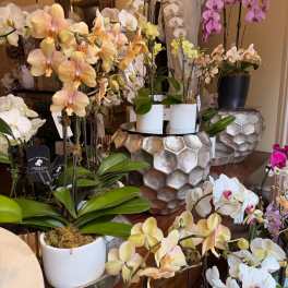 Orchid Plant of the day