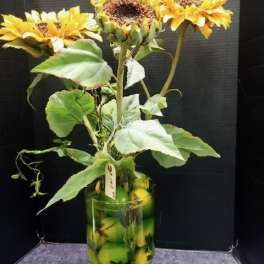 Three yellow sunflowers in a glass vase filled with green apples