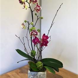 Tall orchid arrangement in a square silver vase