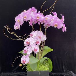 Pink orchid arrangement in a black square planter