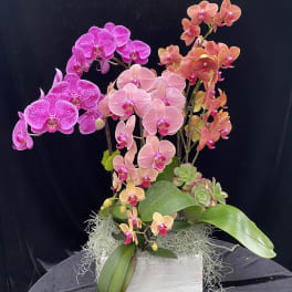 Pink and peach orchids arranged in a white planter with succulents