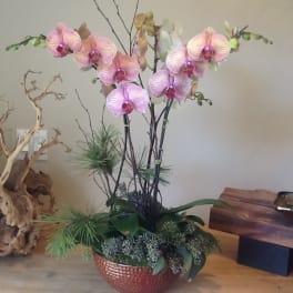 Pink orchid arrangement in a textured bowl with decorative branches