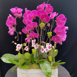 Pink orchids arranged in a rectangular white planter