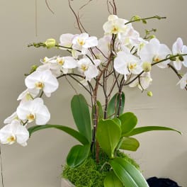 White Phalaenopsis