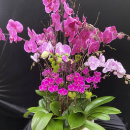 Pink orchid arrangement in a white pot with broad green leaves