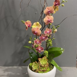 Potted orchid arrangement with pink blooms and succulents in a white planter