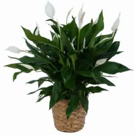 Potted peace lily plant with white blooms in a woven basket