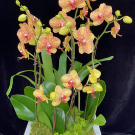 Potted orchids with yellow and pink blooms in a white planter