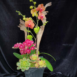 Orchid and succulent arrangement in a black pot with driftwood accents