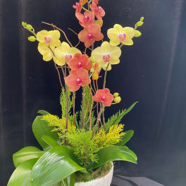 Potted orchid arrangement with yellow and peach blooms in a white bowl