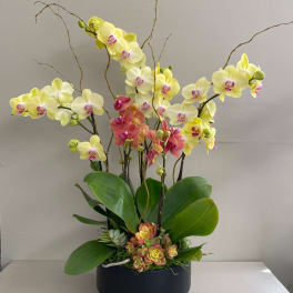 Potted orchid arrangement with yellow and pink blooms in a black container