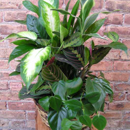 Mixed green houseplants in a woven basket on a wooden stand