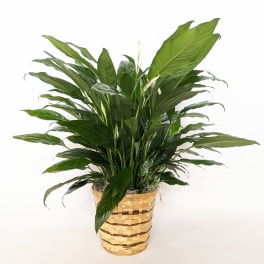 Potted peace lily in a woven basket planter