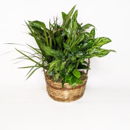 Basket of assorted green houseplants in a woven planter