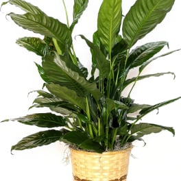Potted peace lily plant in a woven basket