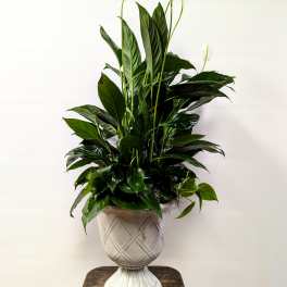 Potted peace lily plant with white blooms in a decorative urn