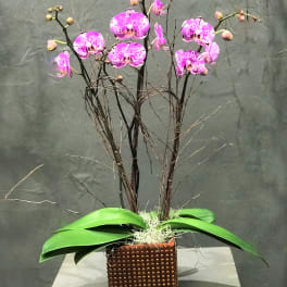 Pink orchids in a square brown vase with broad green leaves