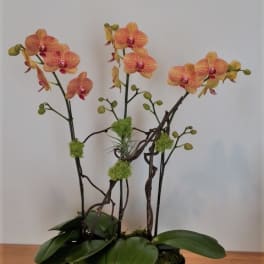 Potted orchid arrangement with orange blooms in a black bowl container