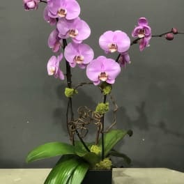 Pink orchid plant in a black square pot