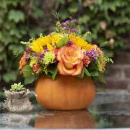 In the Pumpkin Patch