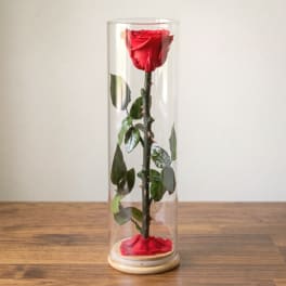 Single red rose displayed in a clear glass dome on a wooden base