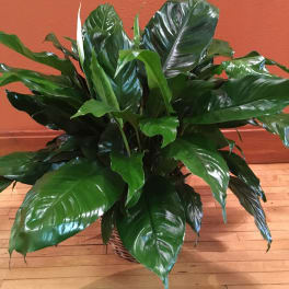 Large potted peace lily plant with glossy green leaves in a wicker basket.