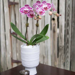 Pink orchid plant in a white textured pot on a table