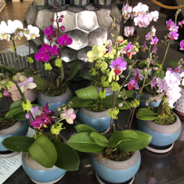 Small potted orchids in blue and pink ceramic containers