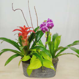 Tropical arrangement with purple orchids and a red bromeliad in a gray container