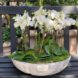 White orchids arranged in a shallow oval planter with moss