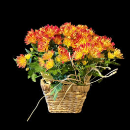Classic potted mum in seagrass basket