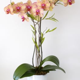 Pink and yellow orchids in a white pot