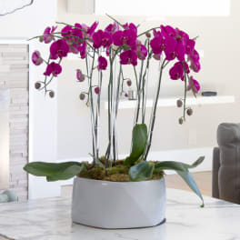 Magenta orchids arranged in a white ceramic planter