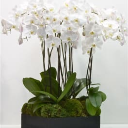 White orchids arranged in a black rectangular planter with moss