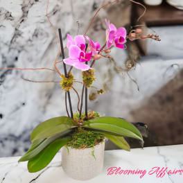 Pink orchid plant in a white pot with broad green leaves