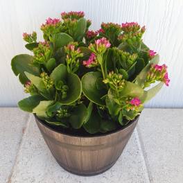 Potted succulent with pink flower clusters in a wooden planter