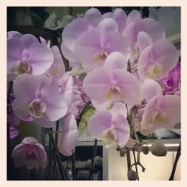 Blooming Orchid Plant