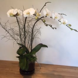 White orchid arrangement in a dark vase with curly branches