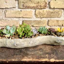 Succulent arrangement in a driftwood planter with pebbles