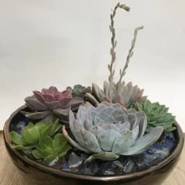 Shallow bowl of assorted succulents with blue stones