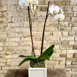 Flora Bella II