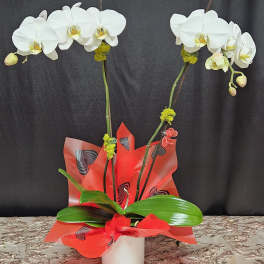 White orchids in a white pot with red wrapping