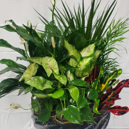 Tropical potted plant arrangement with glossy green and variegated leaves