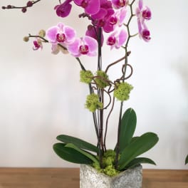 Pink orchid plant in a textured square pot