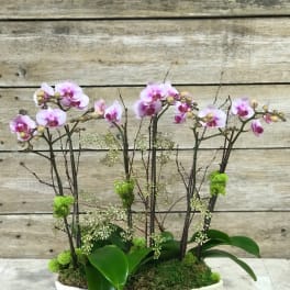 Pink orchids arranged in a white bowl planter